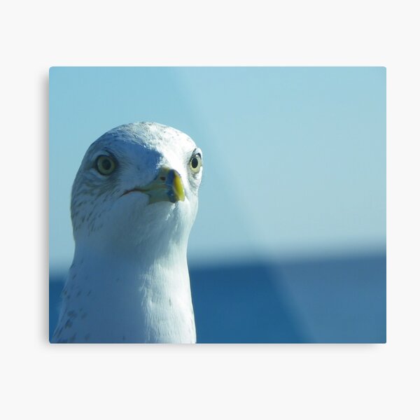 Item preview, Seagull Stare designed and sold by MaryinMaine.