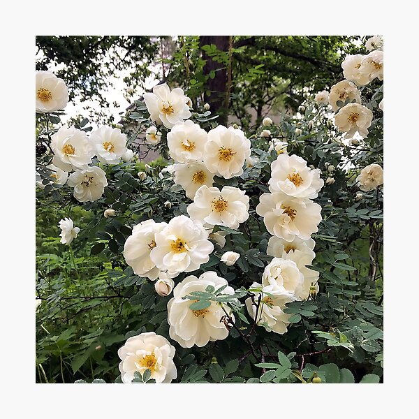 Item preview, Wall of roses designed and sold by vieno.