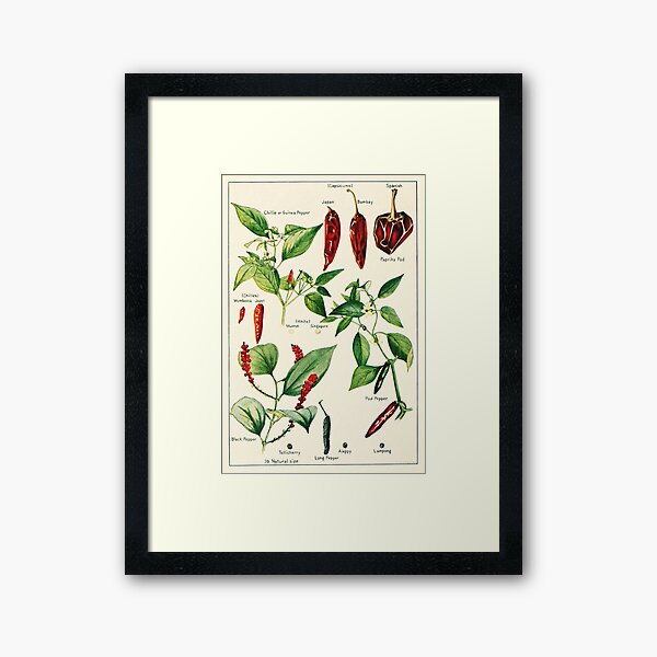 Item preview, Capsicum chillies pepper - Vintage botanical illustration designed and sold by DejaVuStudio.
