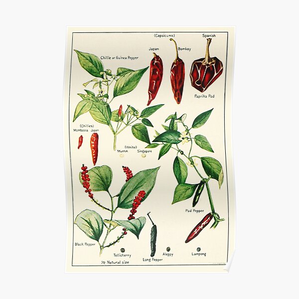 Capsicum chillies pepper - Vintage botanical illustration Poster
