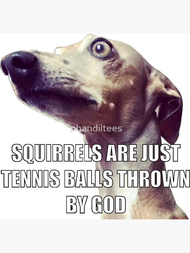 Squirrels Are Tennis Balls, Weiner Dog Tshirt Funny Gift