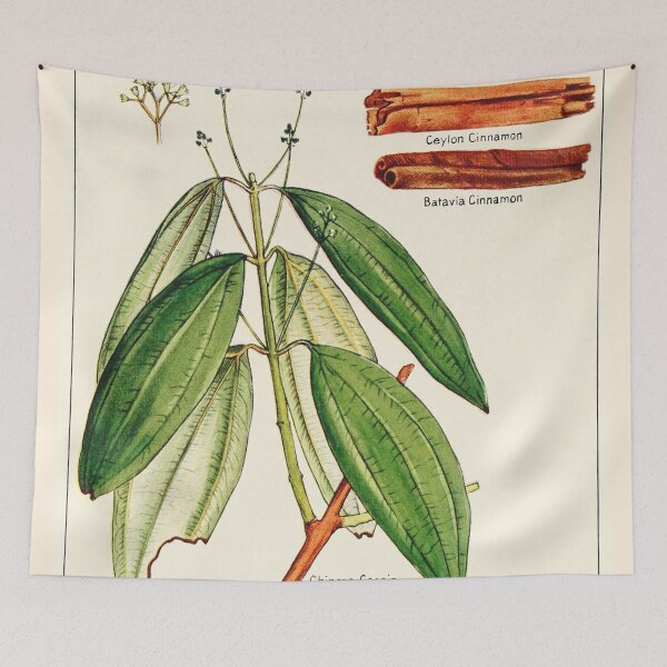 Item preview, Cinnamon cassia - Vintage botanical illustration designed and sold by DejaVuStudio.