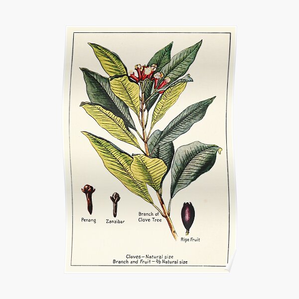 Cloves penang zanzibar - Vintage botanical illustration Poster