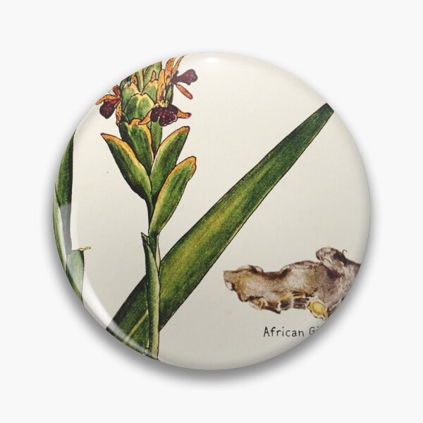 Item preview, Ginger plant flower root - Vintage botanical illustration designed and sold by DejaVuStudio.