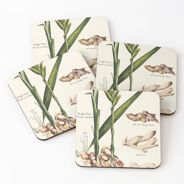 Item preview, Ginger plant flower root - Vintage botanical illustration designed and sold by DejaVuStudio.
