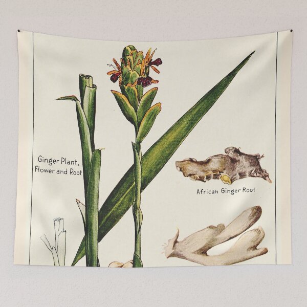 Item preview, Ginger plant flower root - Vintage botanical illustration designed and sold by DejaVuStudio.