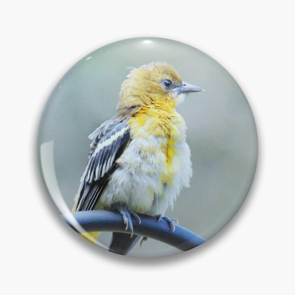 Item preview, Sweet oriole fledgling designed and sold by Laurie Minor.