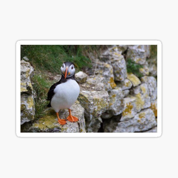 Cute Puffin! Sticker