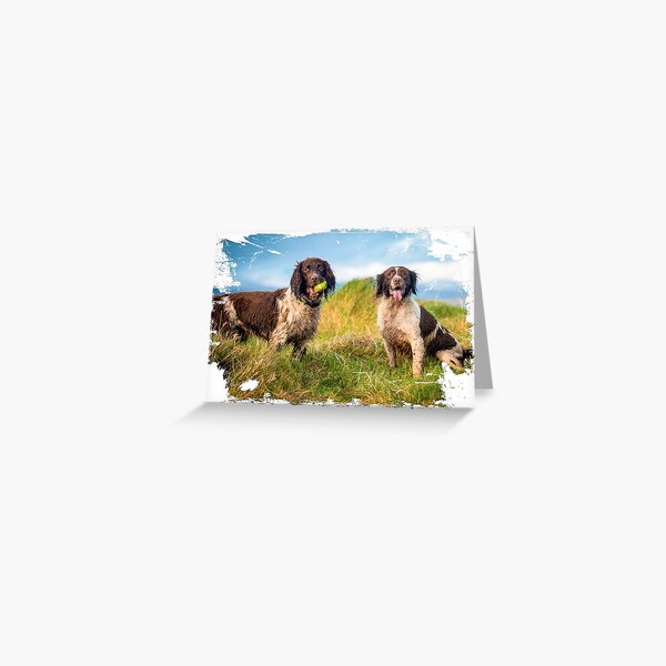 Two English Springer spaniels in the country Greeting Card