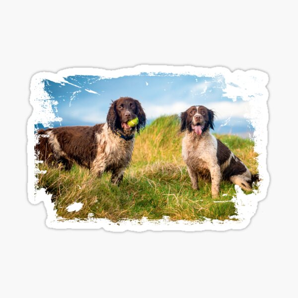 Two English Springer spaniels in the country Sticker