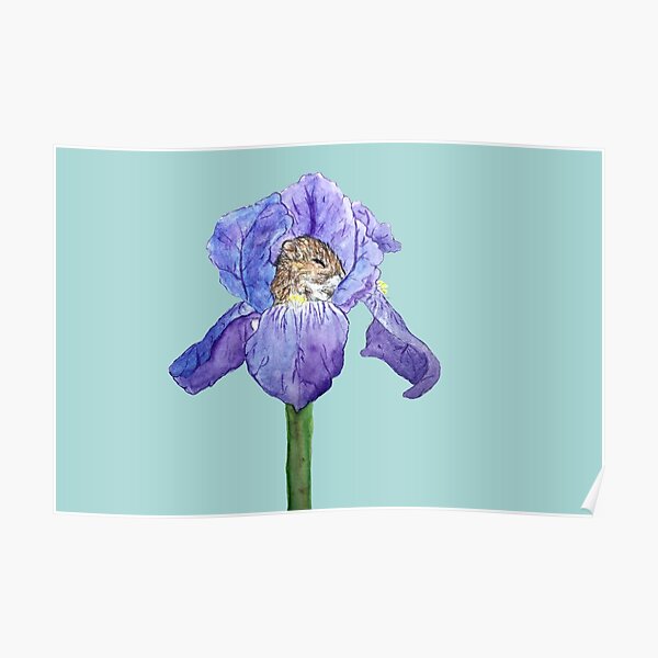Iris mouse Poster