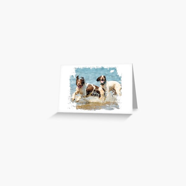 Two very happy English Springer Spaniels Greeting Card