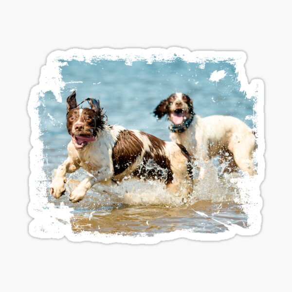 Two very happy English Springer Spaniels Sticker