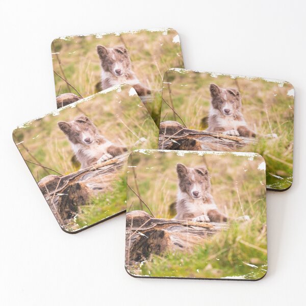 Item preview, Lilac Border Collie puppy portrait photo designed and sold by bdws.