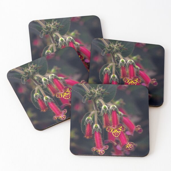 Item preview, Kohleria hysteria designed and sold by alan shapiro.
