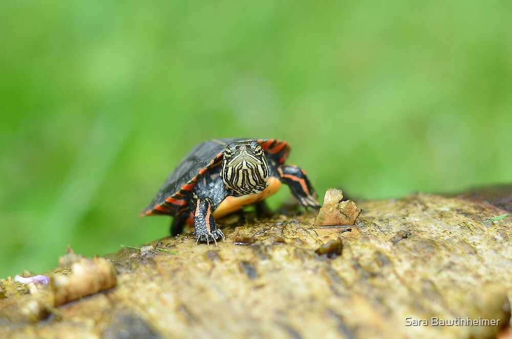 baby-painted-turtle-by-sara-bawtinheimer-redbubble