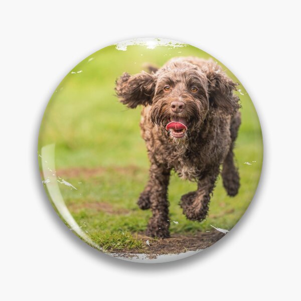 Item preview, Chocolate Cockapoo photo designed and sold by bdws.