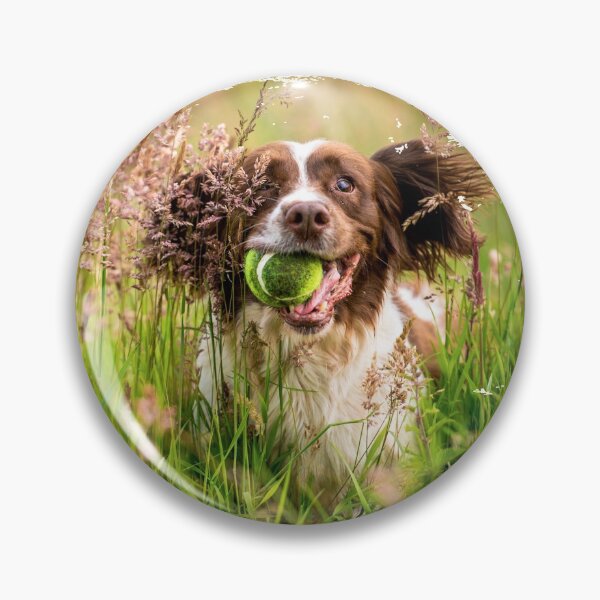 Aperçu de l'œuvre Spinger Spaniel dans les hautes herbes créée et vendue par bdws.