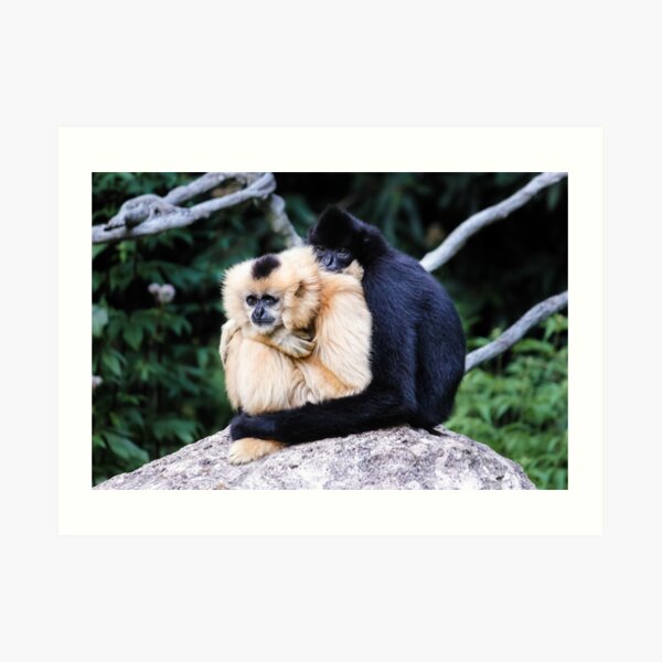 two monkeys Art Print