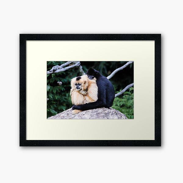 two monkeys Framed Art Print
