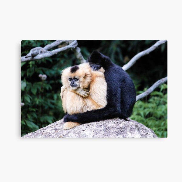 two monkeys Canvas Print