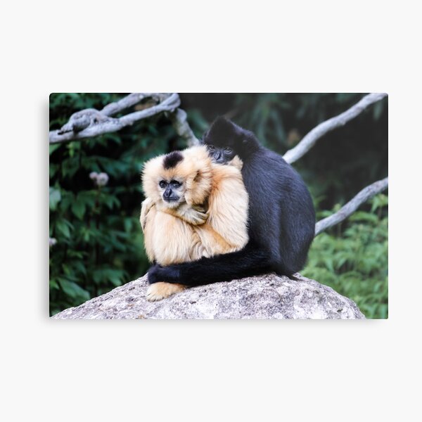two monkeys Metal Print