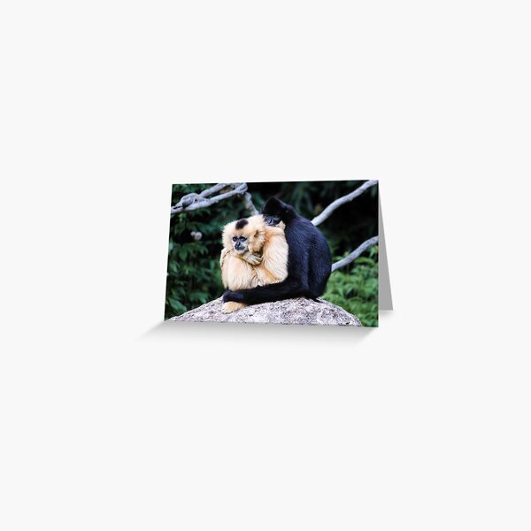 two monkeys Greeting Card