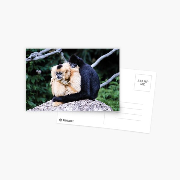 two monkeys Postcard