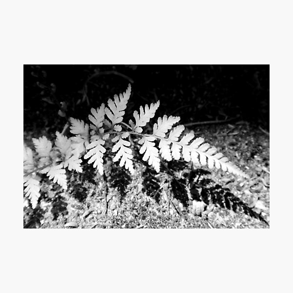 Shadow Fern Photographic Print