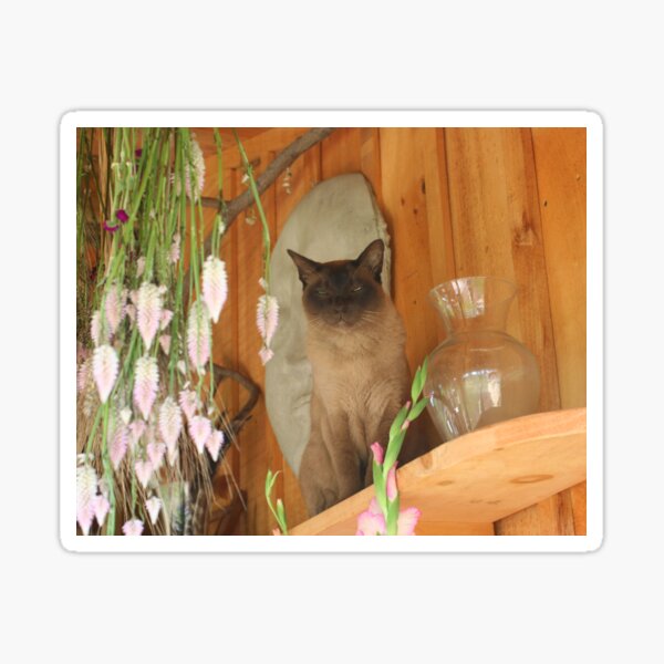 Siamese Cat Posing #2 Sticker