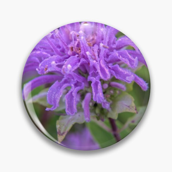 Item preview, Wild Bergamot Macro 2 designed and sold by LynyrdSky.