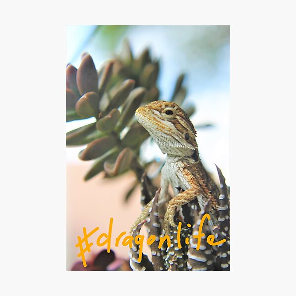 #Dragonlife baby bearded dragon Photographic Print