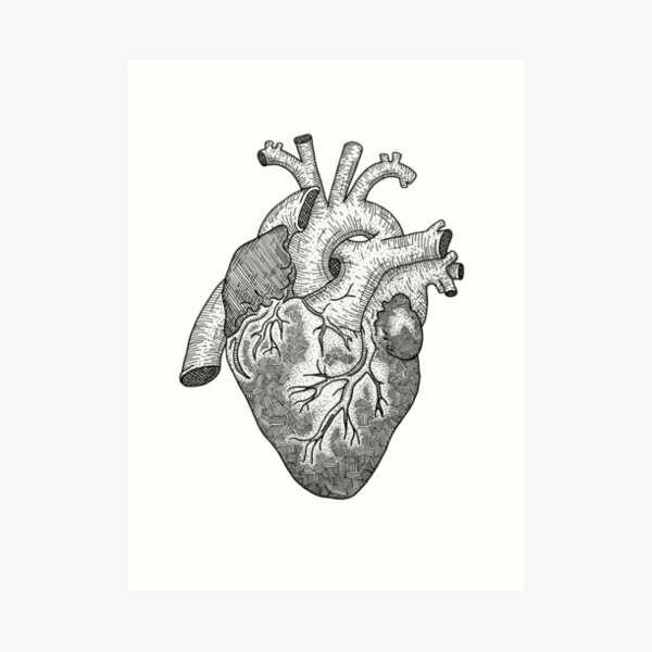 Anatomical Heart Ink Illustration Art Print