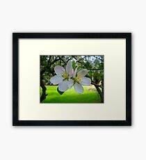 Apple Blossoms Framed Print