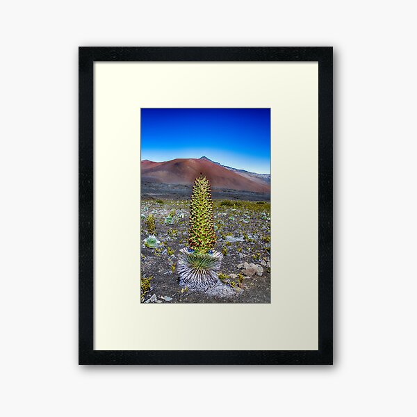 Silversword Haleakala Framed Art Print