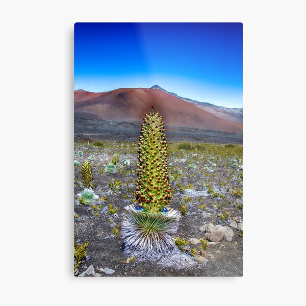 Silversword Haleakala Metal Print