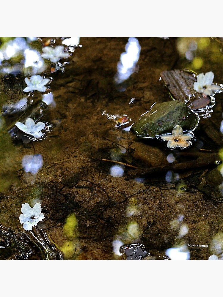 Flower Reflections by mark-bugs-org