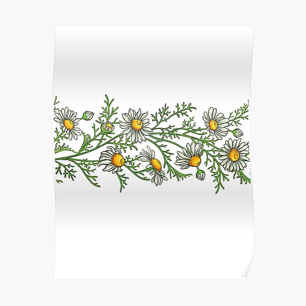 Chamomile Flowers Poster