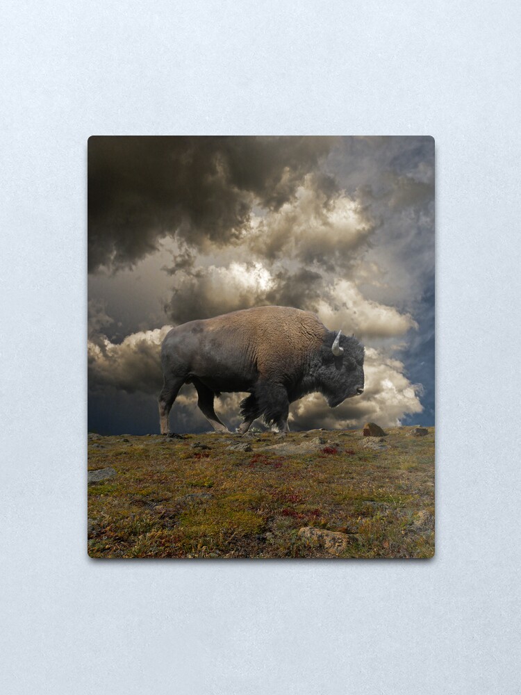 Alternate view of 2972 Metal Print