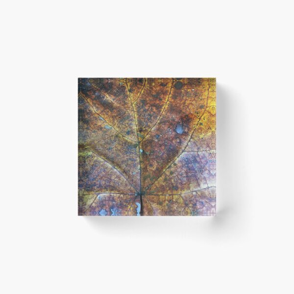 Item preview, Autumn leaf veins designed and sold by Naturevibez.