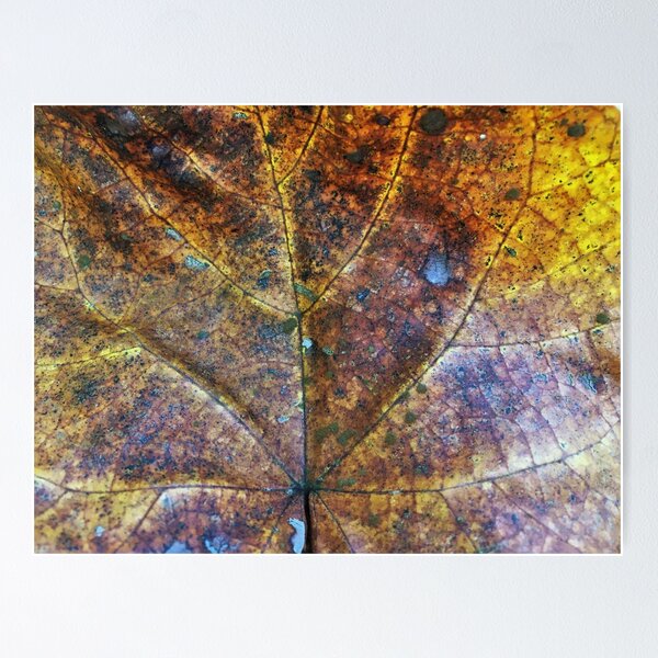 Item preview, Autumn leaf veins designed and sold by Naturevibez.