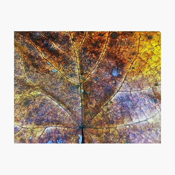 Item preview, Autumn leaf veins designed and sold by Naturevibez.