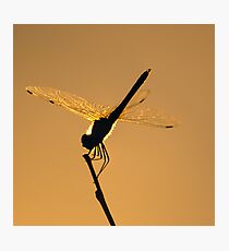 Dragon Photographic Print