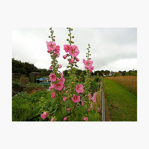 Untitled Photographic Print
