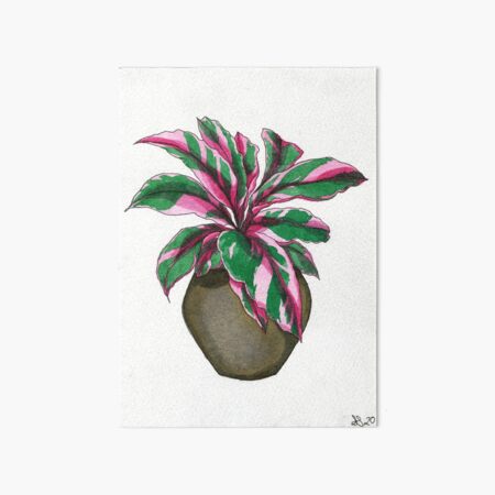Pink Calathea Art Board Print