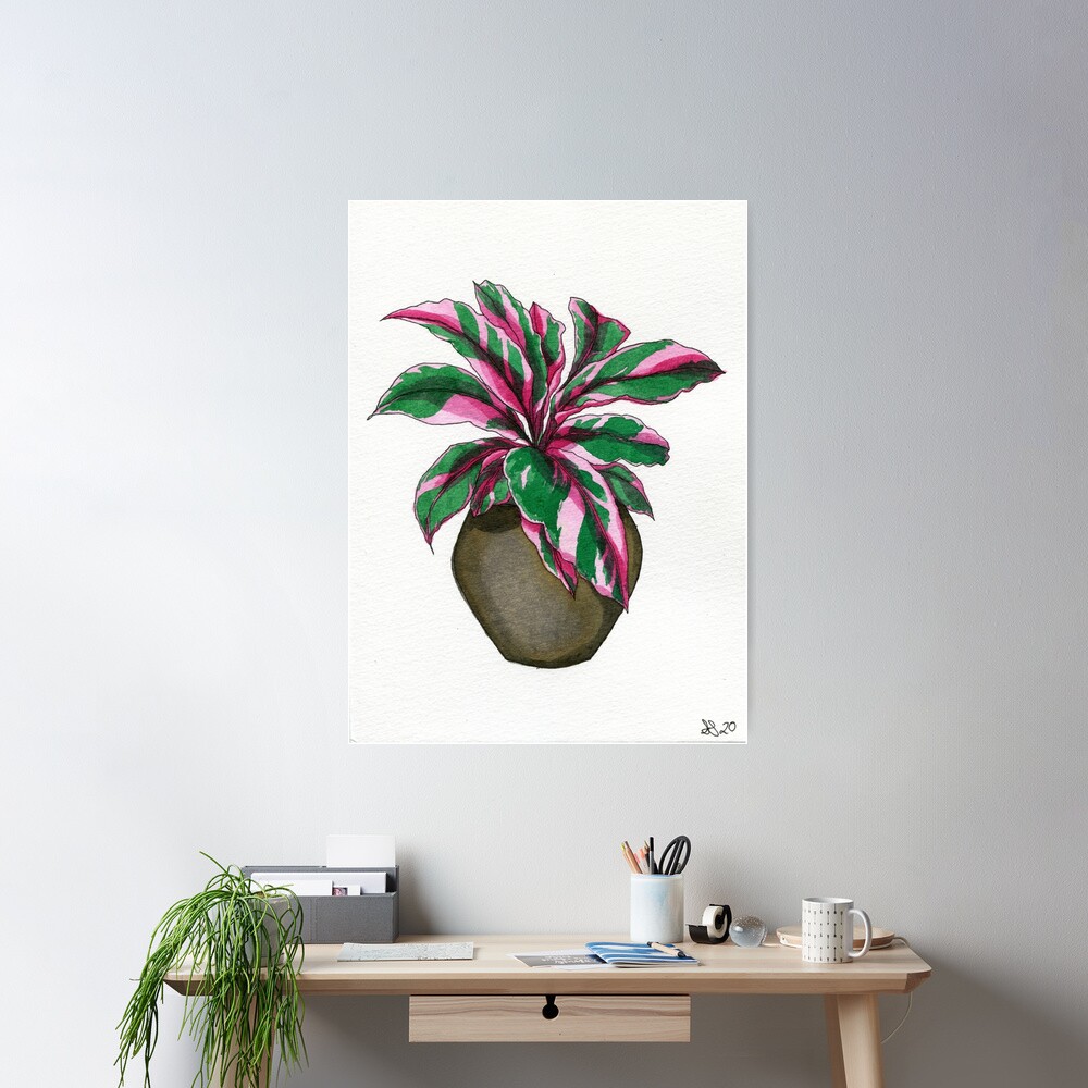 Pink Calathea Poster