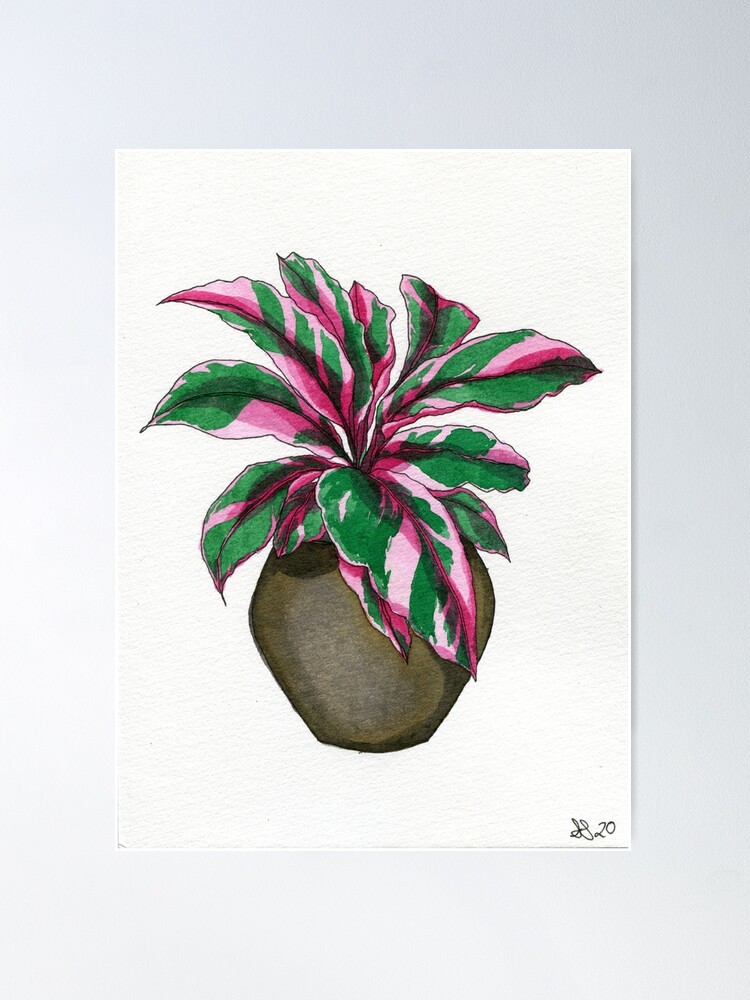 Alternate view of Pink Calathea Poster
