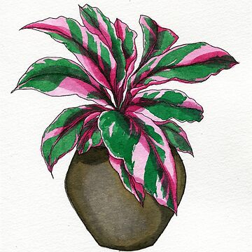 Artwork thumbnail, Pink Calathea by Sarah Sheldon