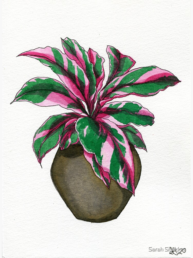 Thumbnail 3 of 3, Sticker, Pink Calathea designed and sold by avibrantnest.