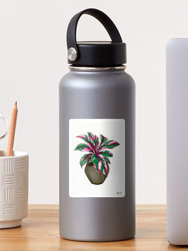 Thumbnail 1 of 3, Sticker, Pink Calathea designed and sold by avibrantnest.